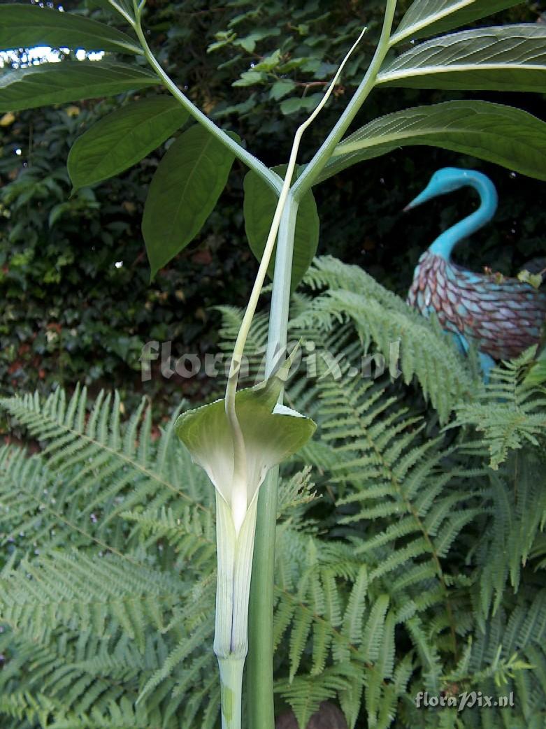 Arisaema heterophyllum