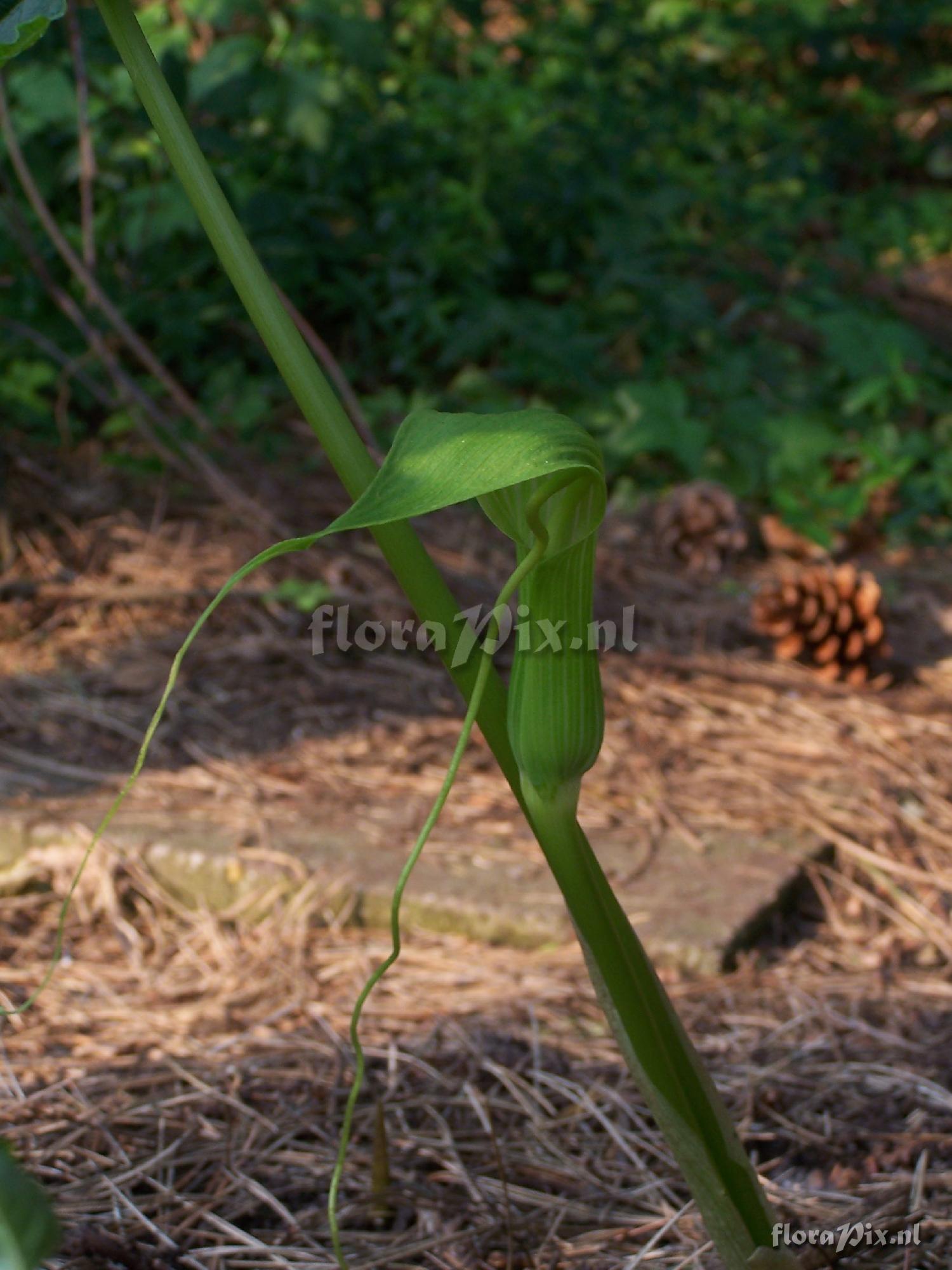 Arisaema intermedium f. biflagellatum