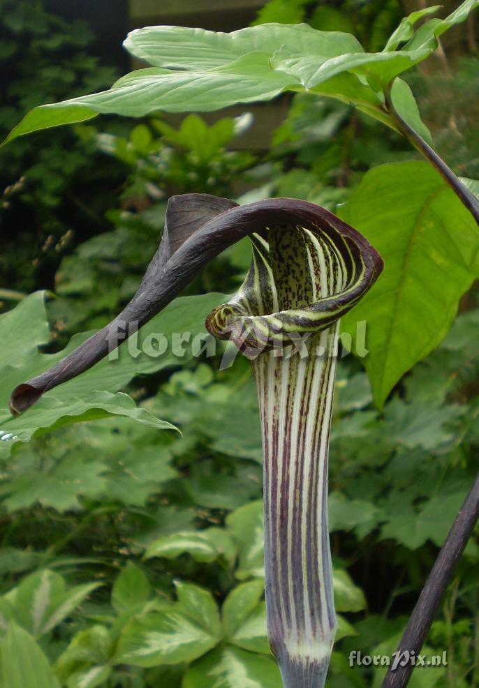 Arisaema iyoanum subsp. nakaianum