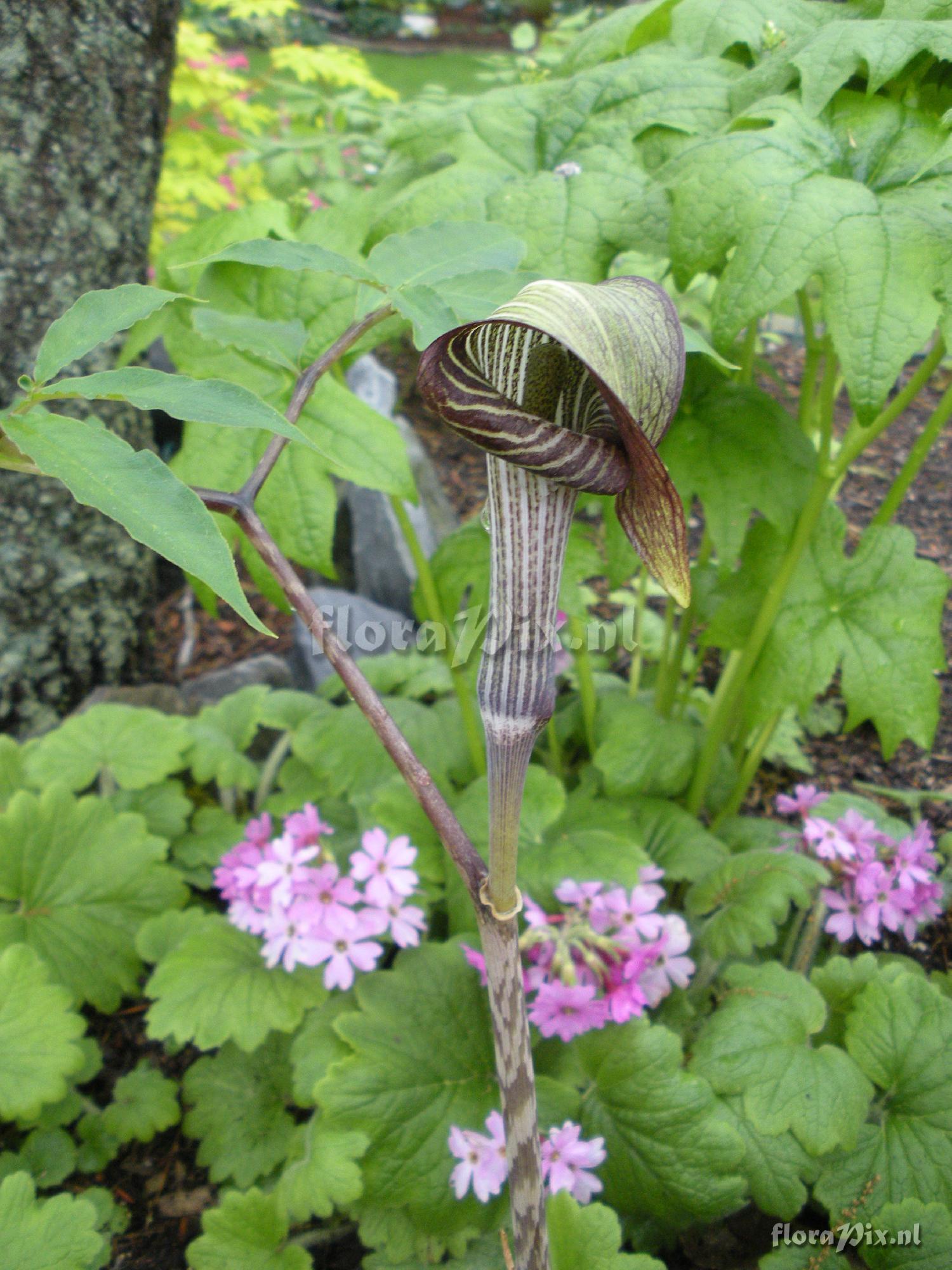 Arisaema iyoanum ssp. nakaianum