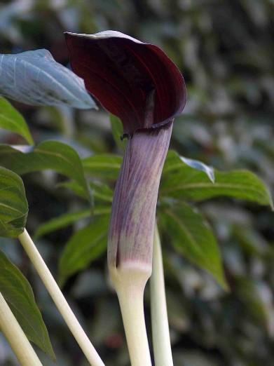 Arisaema ilanense