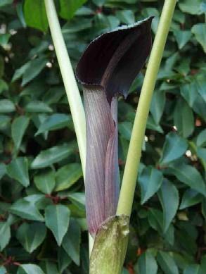 arisaema ilanense