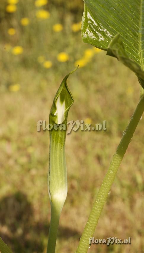 Arisaema jinshajiangense