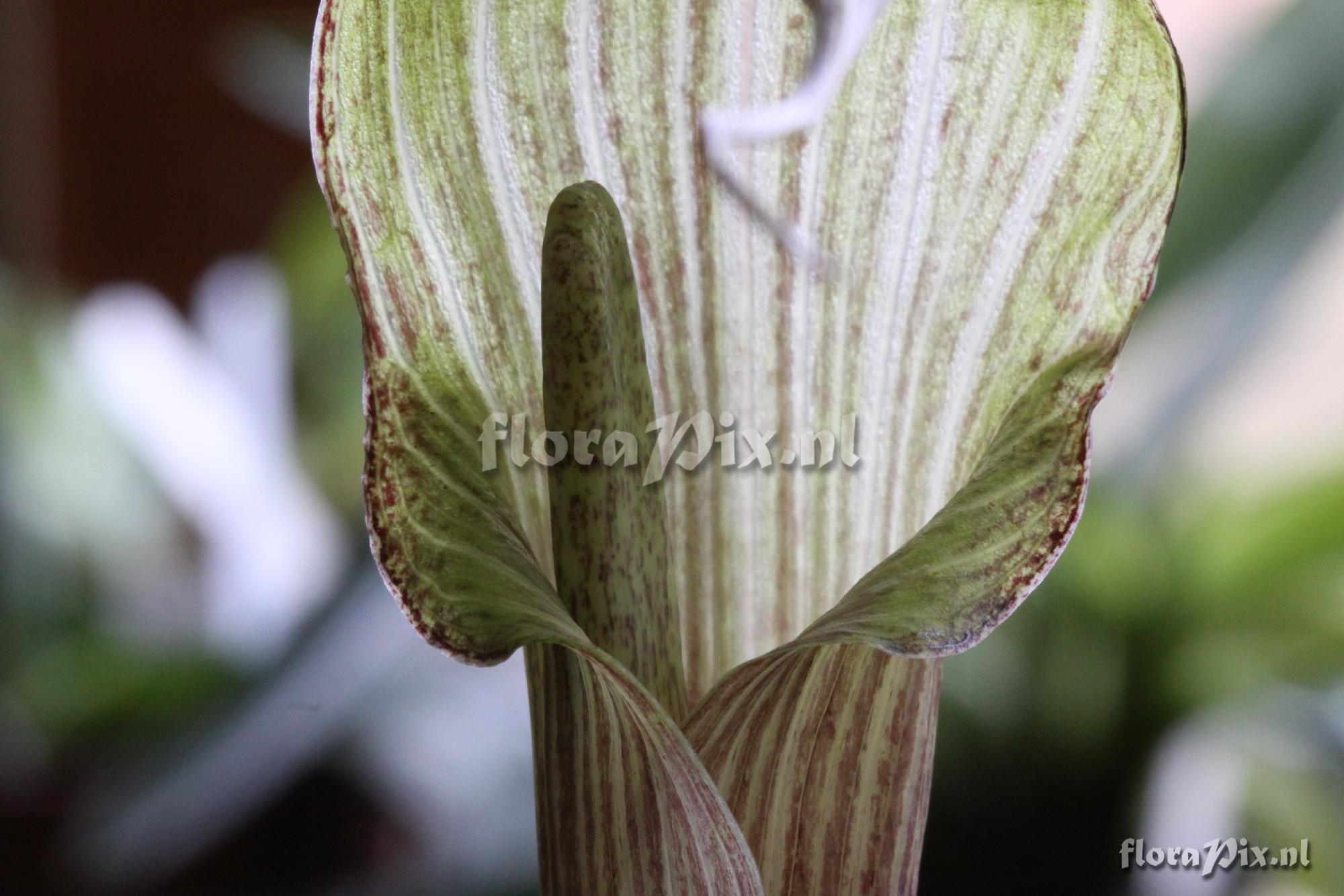 Arisaema kishidae