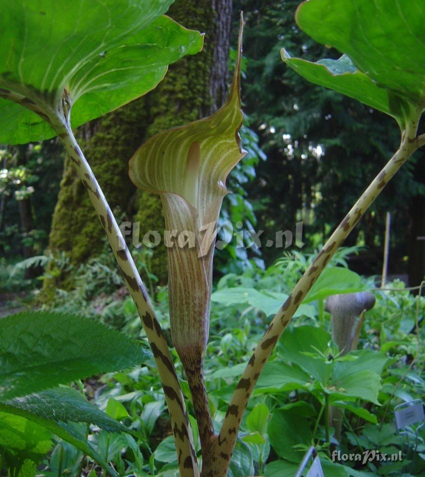 Arisaema lobatum