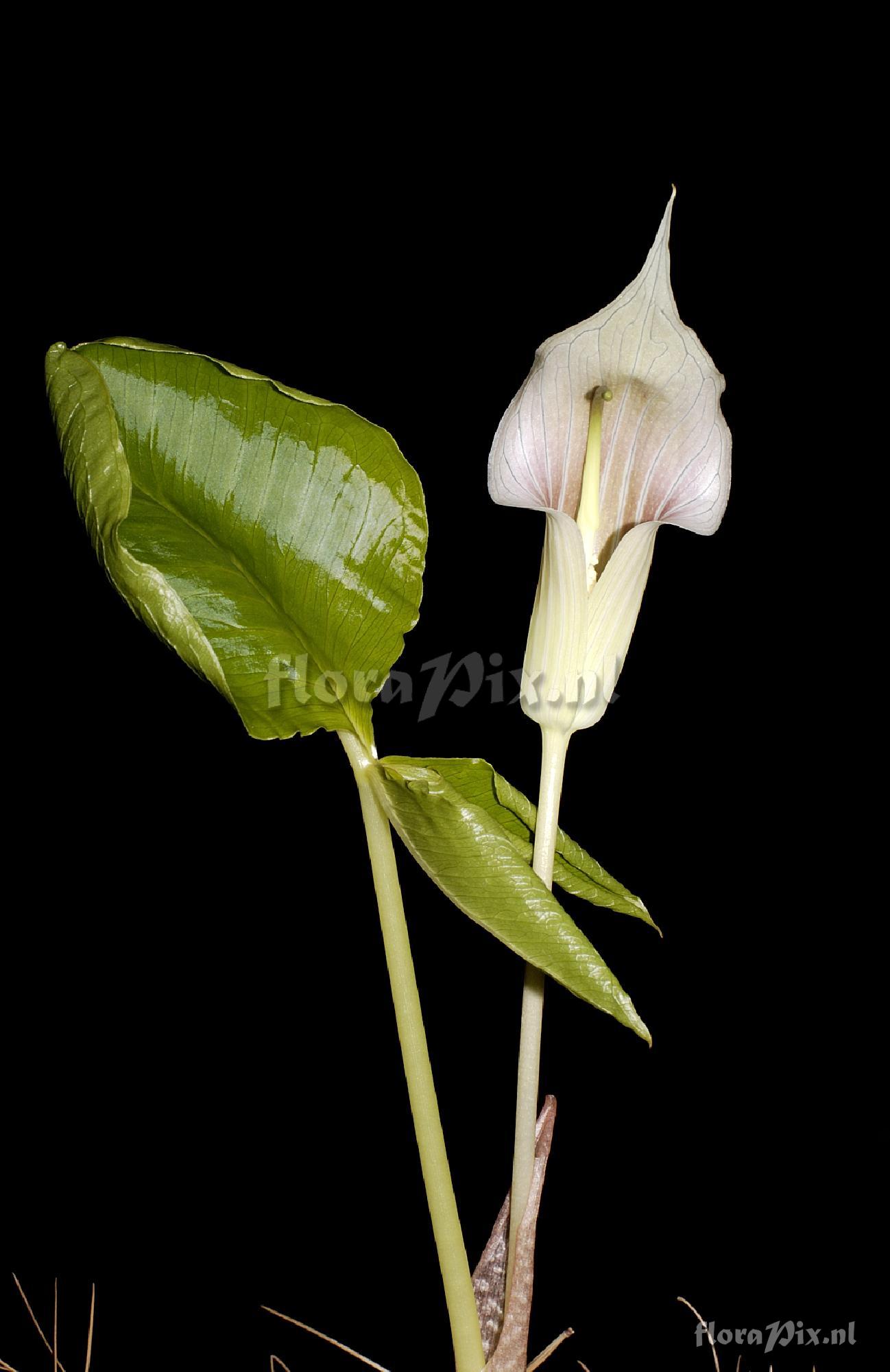 Arisaema lichiangense