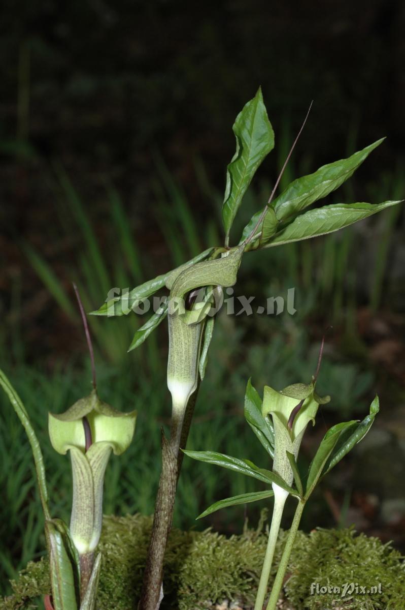 Arisaema macrospathum