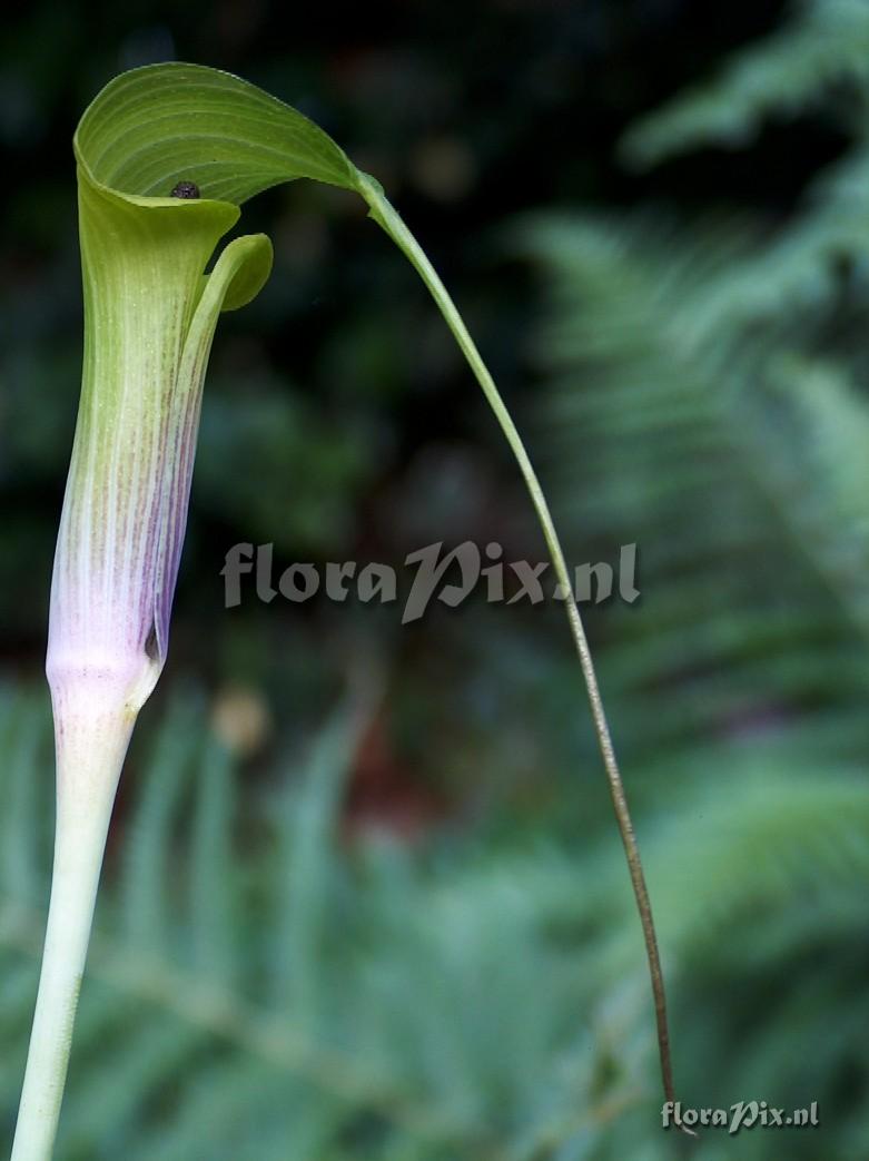 Arisaema muratae