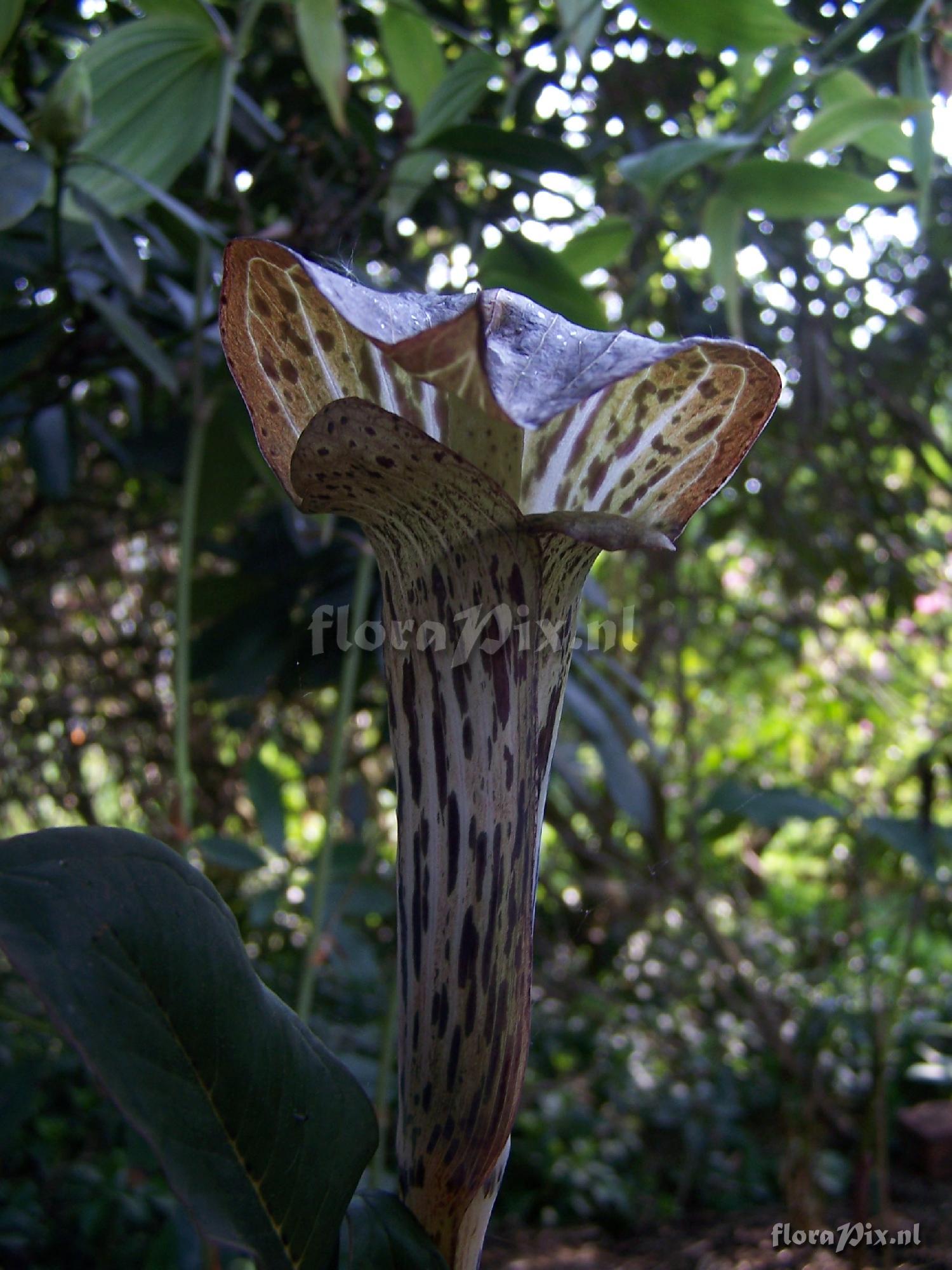 arisaema nepenthoides