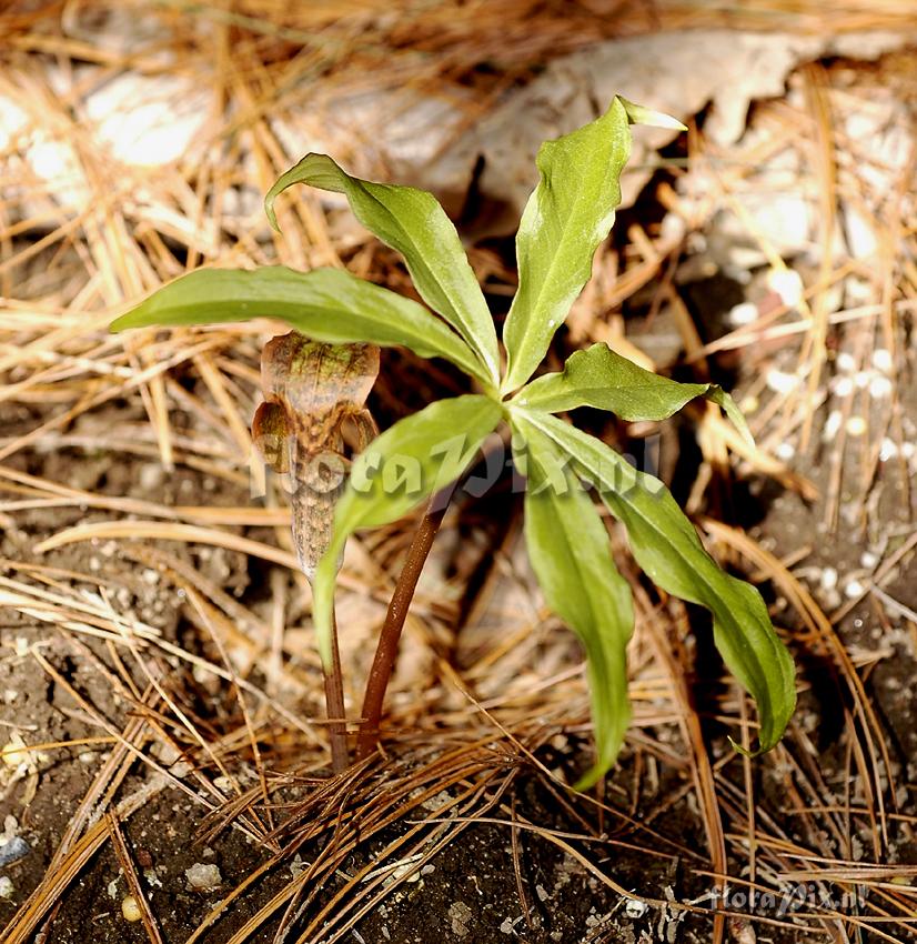 Arisaema omeiense