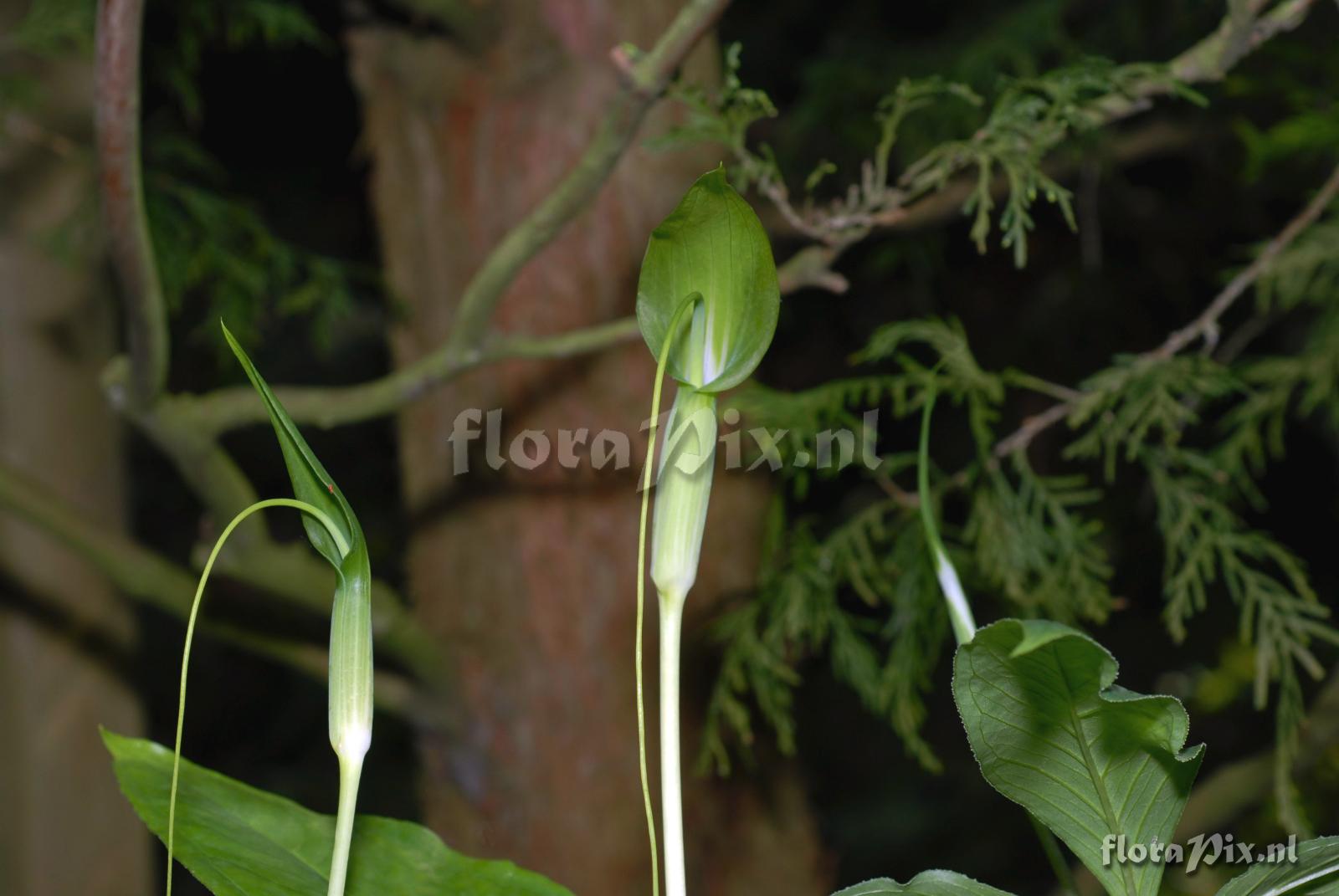 Arisaema prazeri