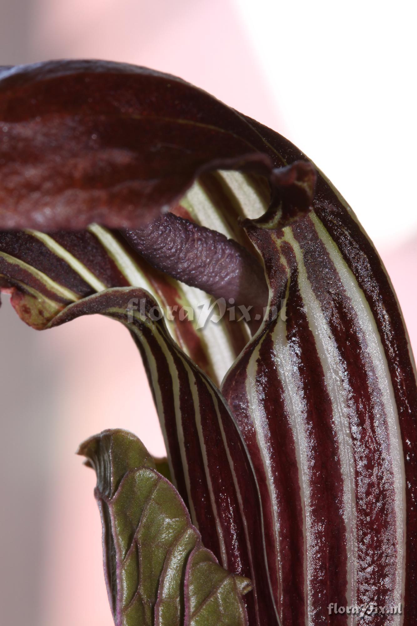 Arisaema propinquum