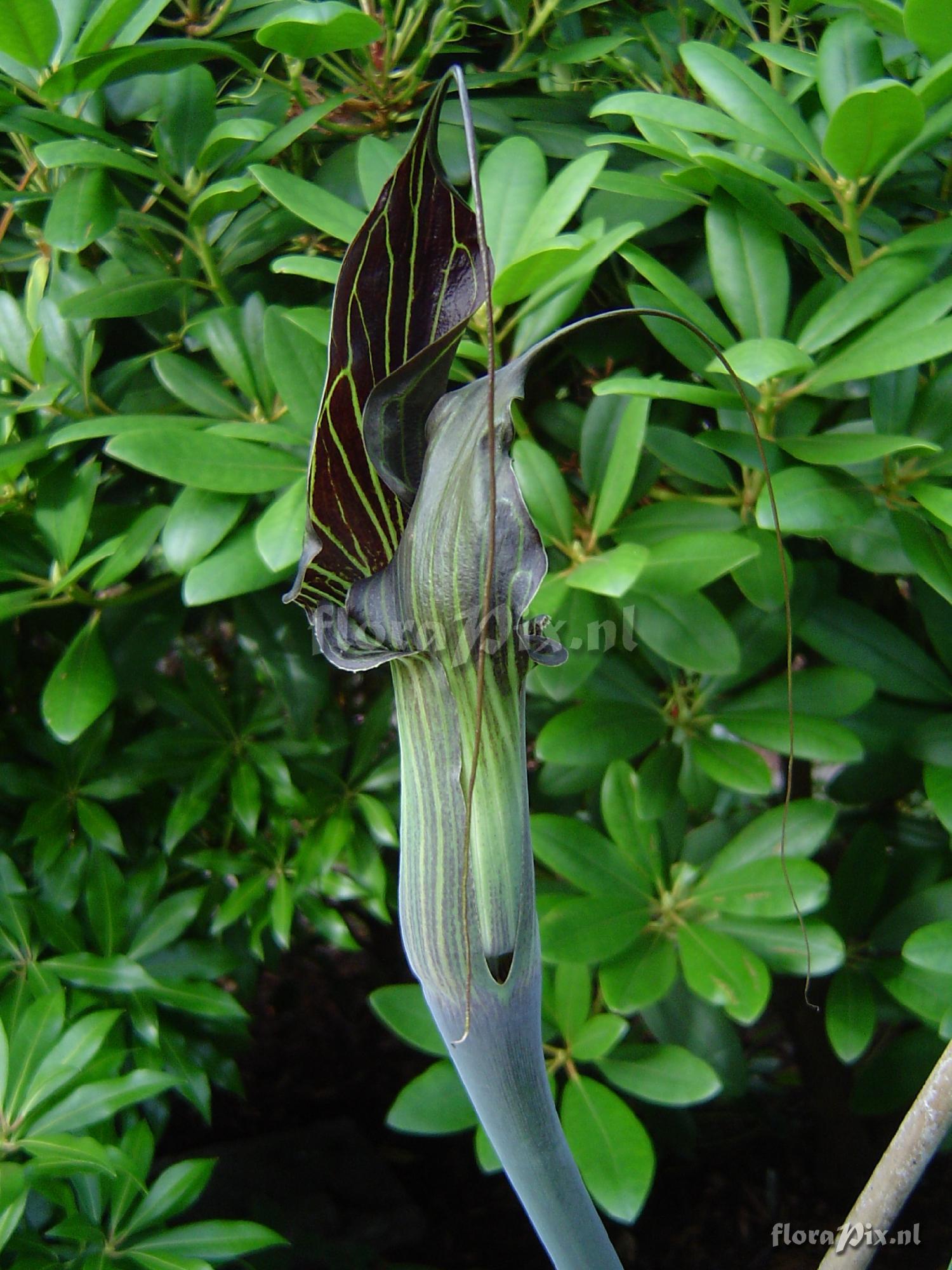 Arisaema ciliatum var. liubaense double flower