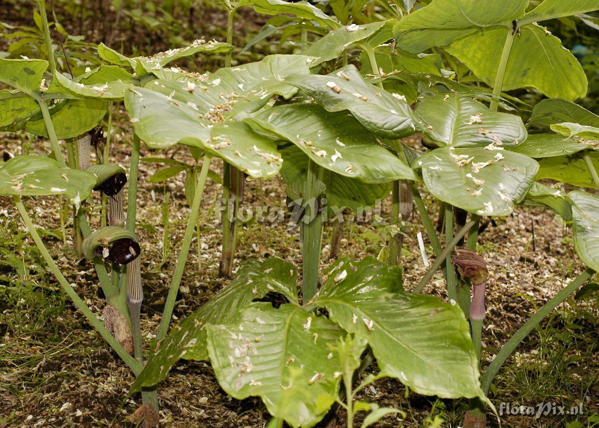 Arisaema Ringens