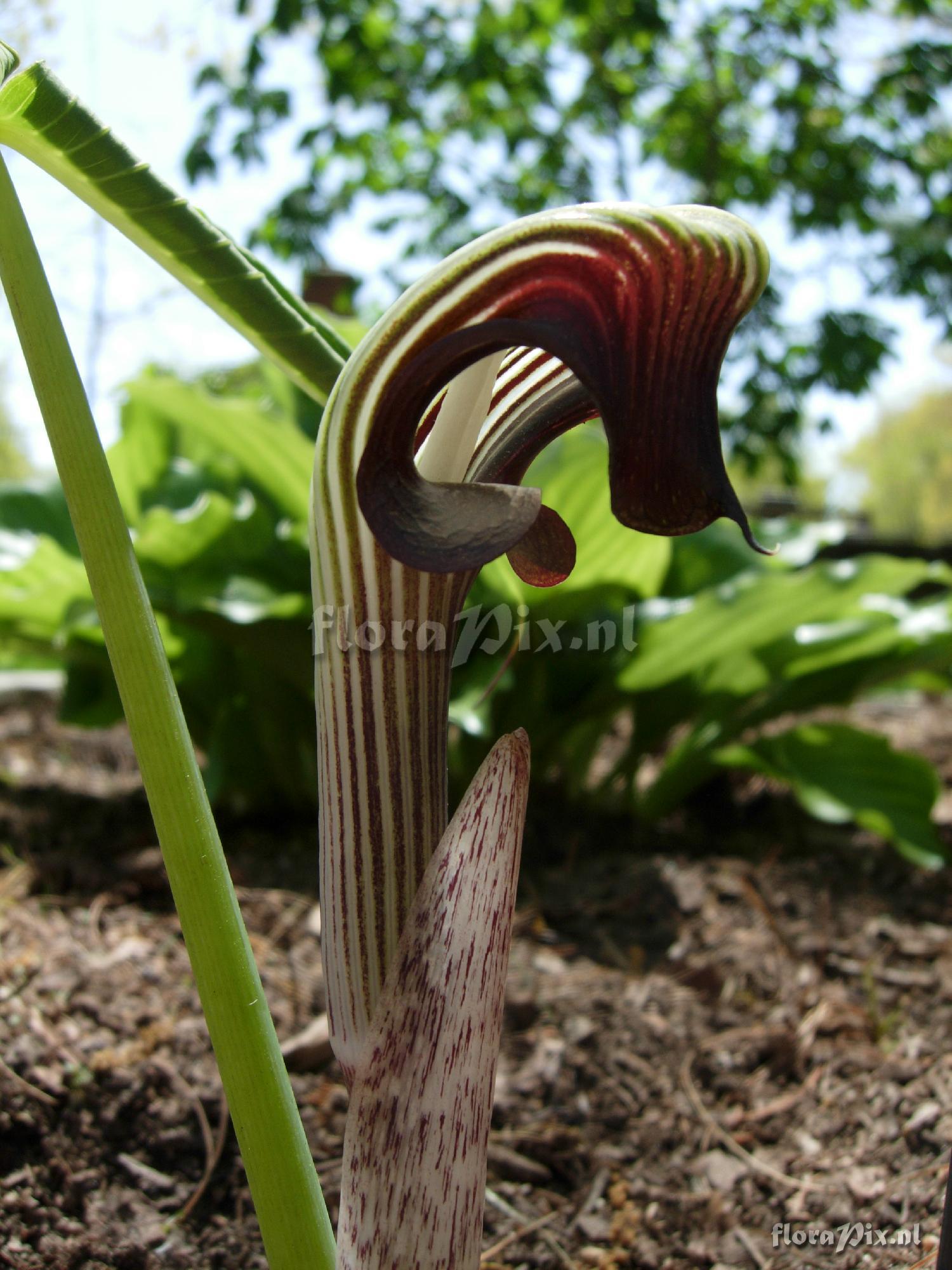 Arisaema ringens