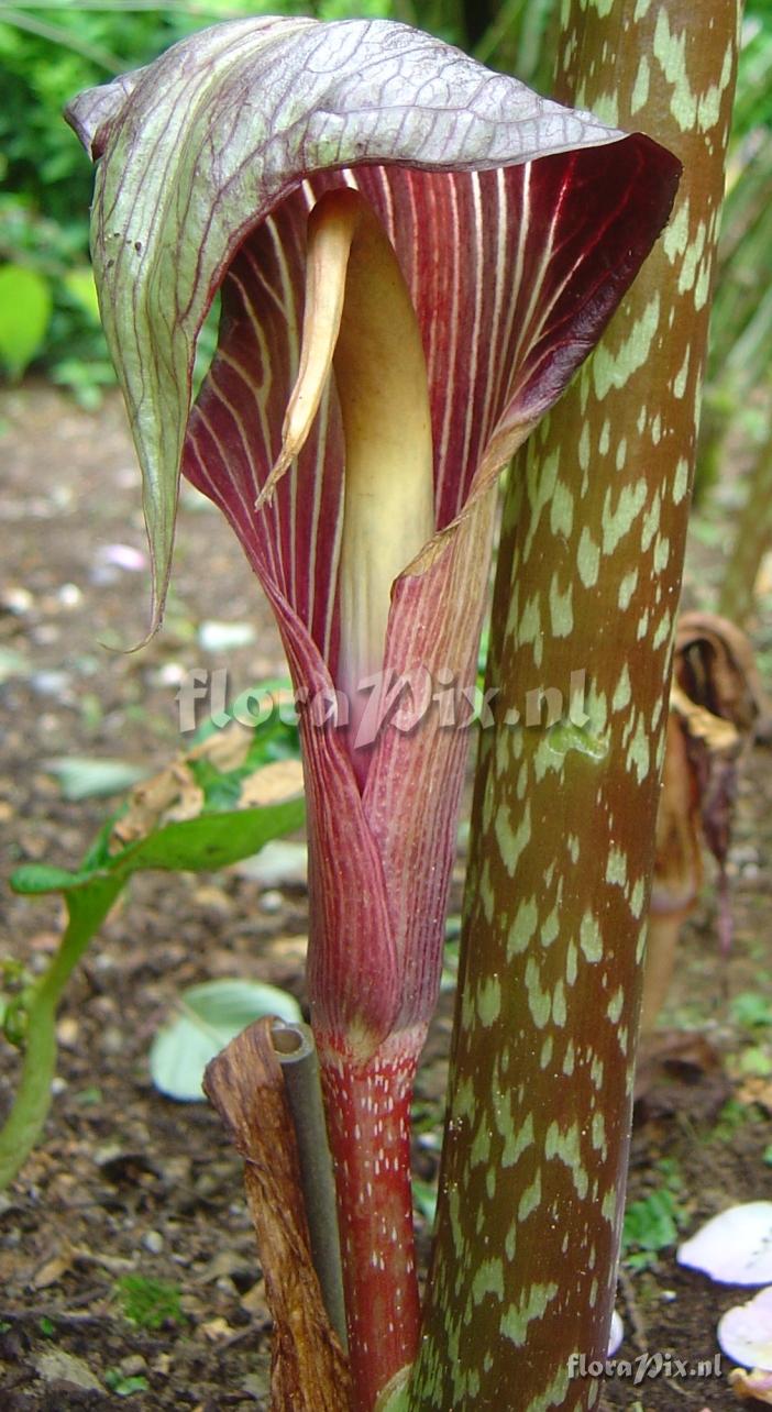 Arisaema speciosum