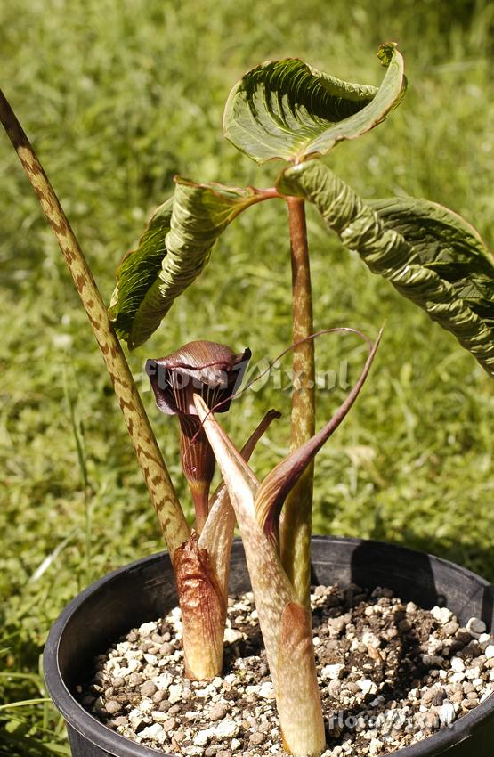 Arisaema speciosum