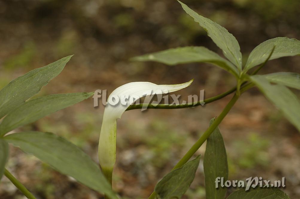 Arisaema saxatile