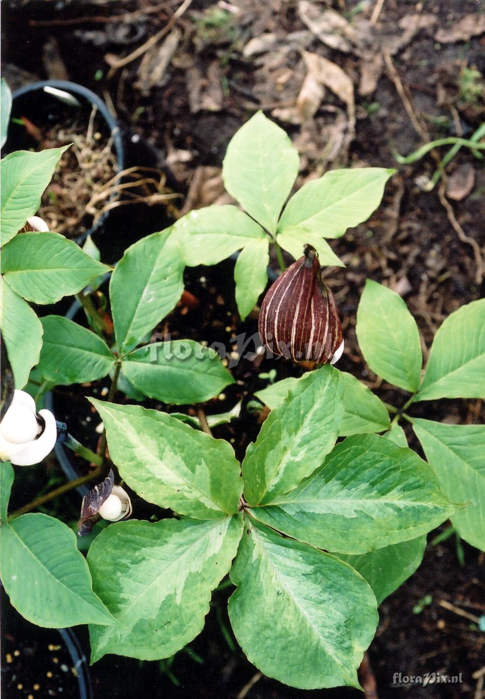 Arisaema sikokianum