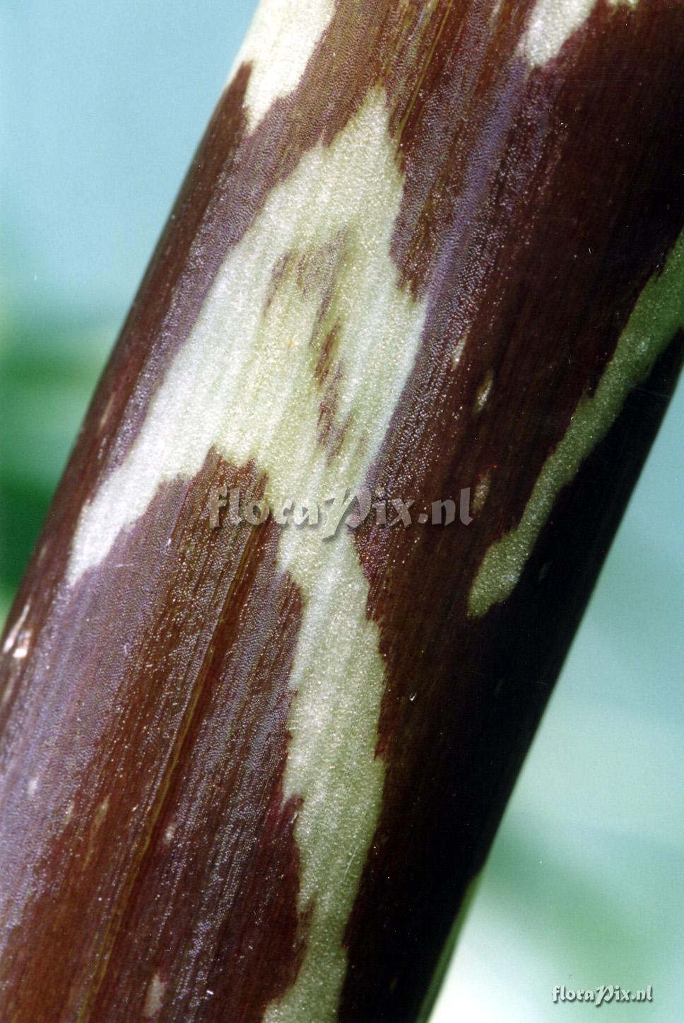 Arisaema speciosum