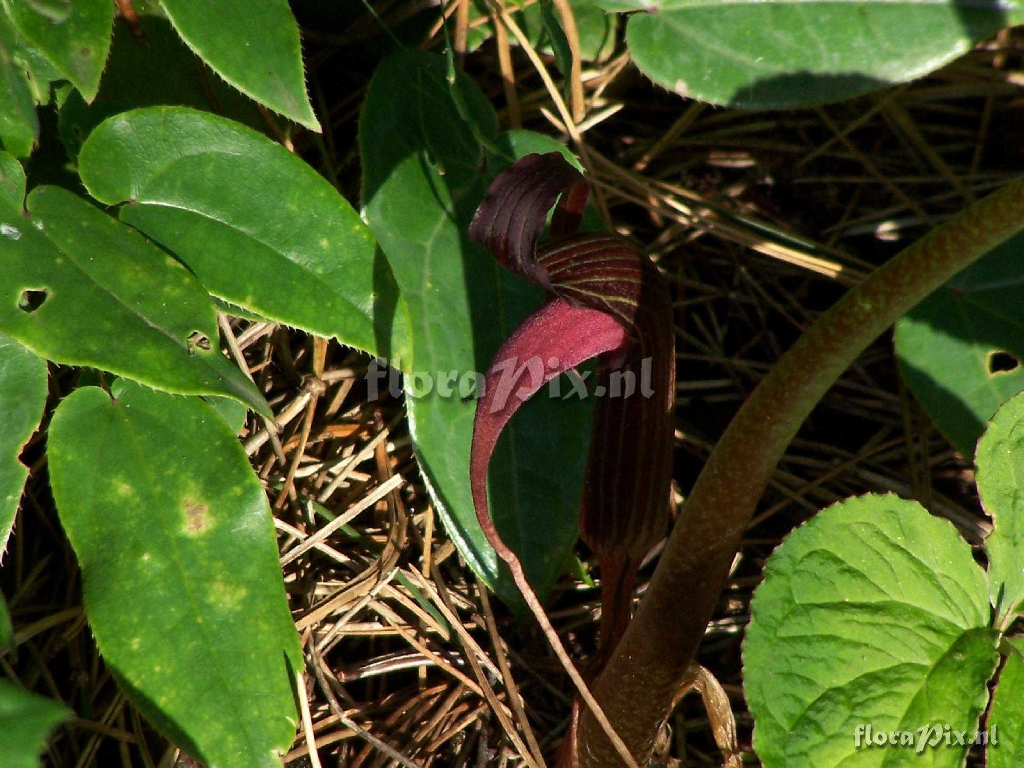 Arisaema speciosum var mirabile