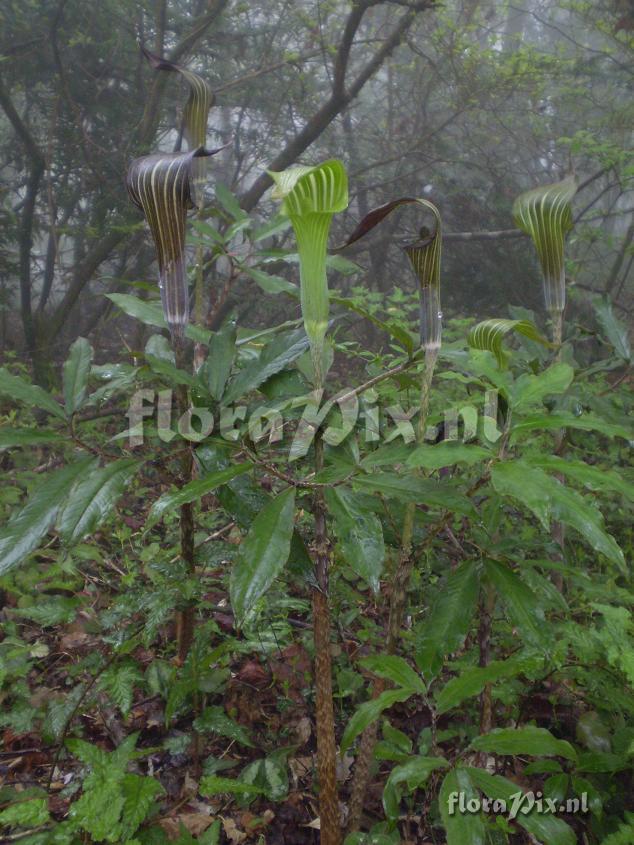 Arisaema serratum