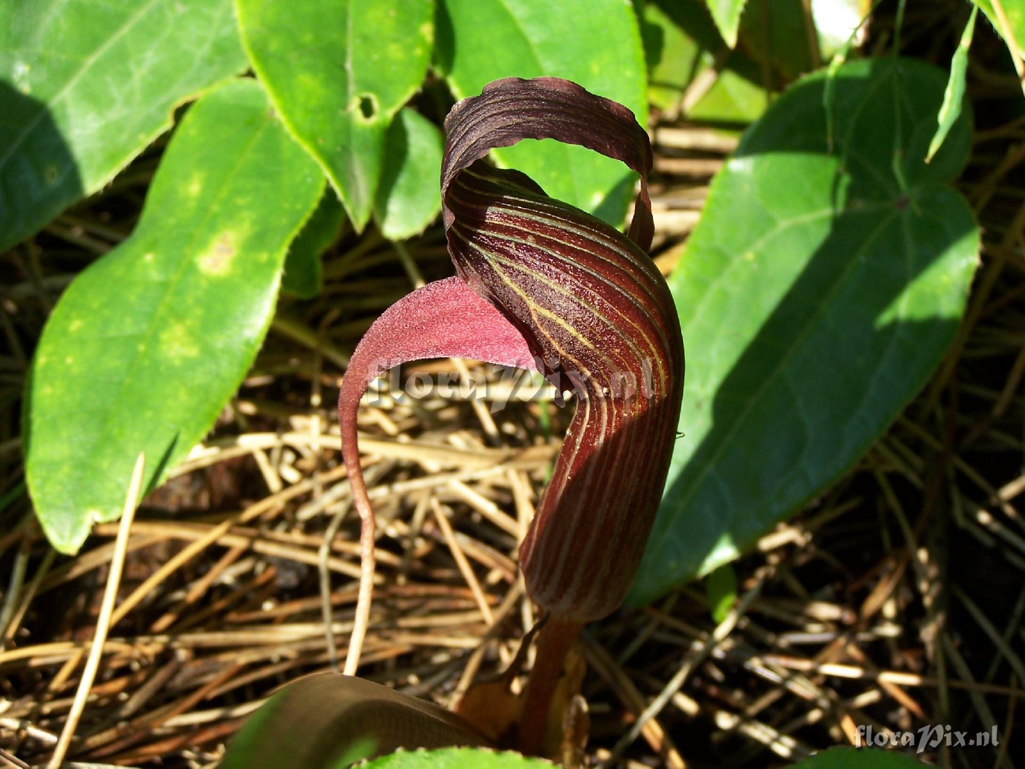 Arisaema speciosum var. mirabile