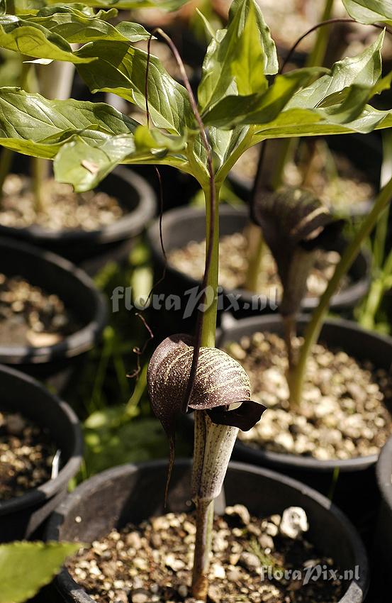 Arisaema thunbergii ssp. urashima