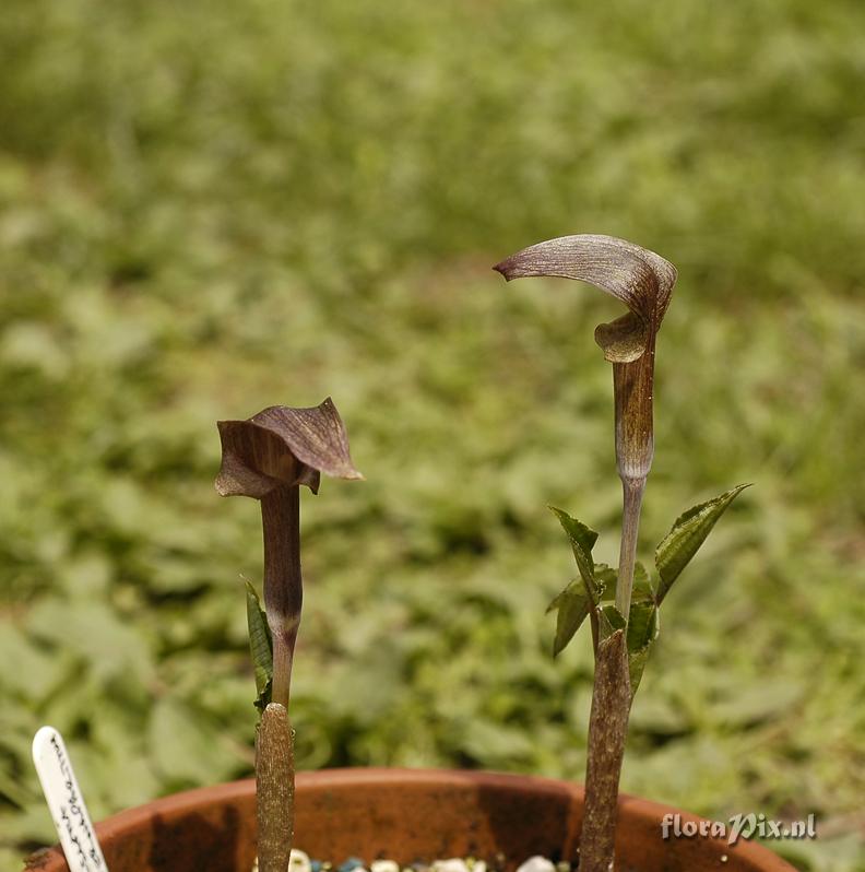 Arisaema ternapartitum