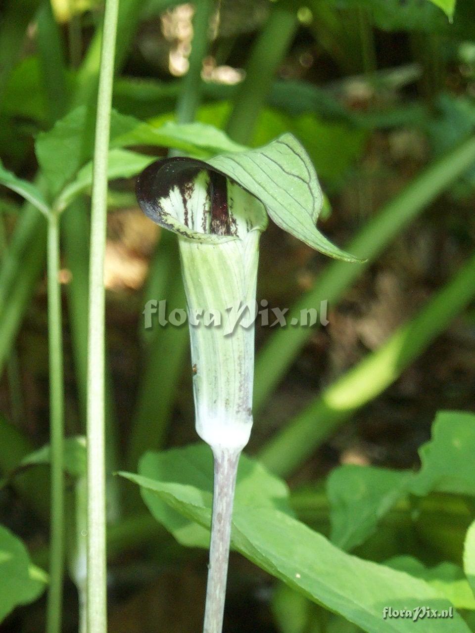 Arisaema triphyllum.ssp.pussilum