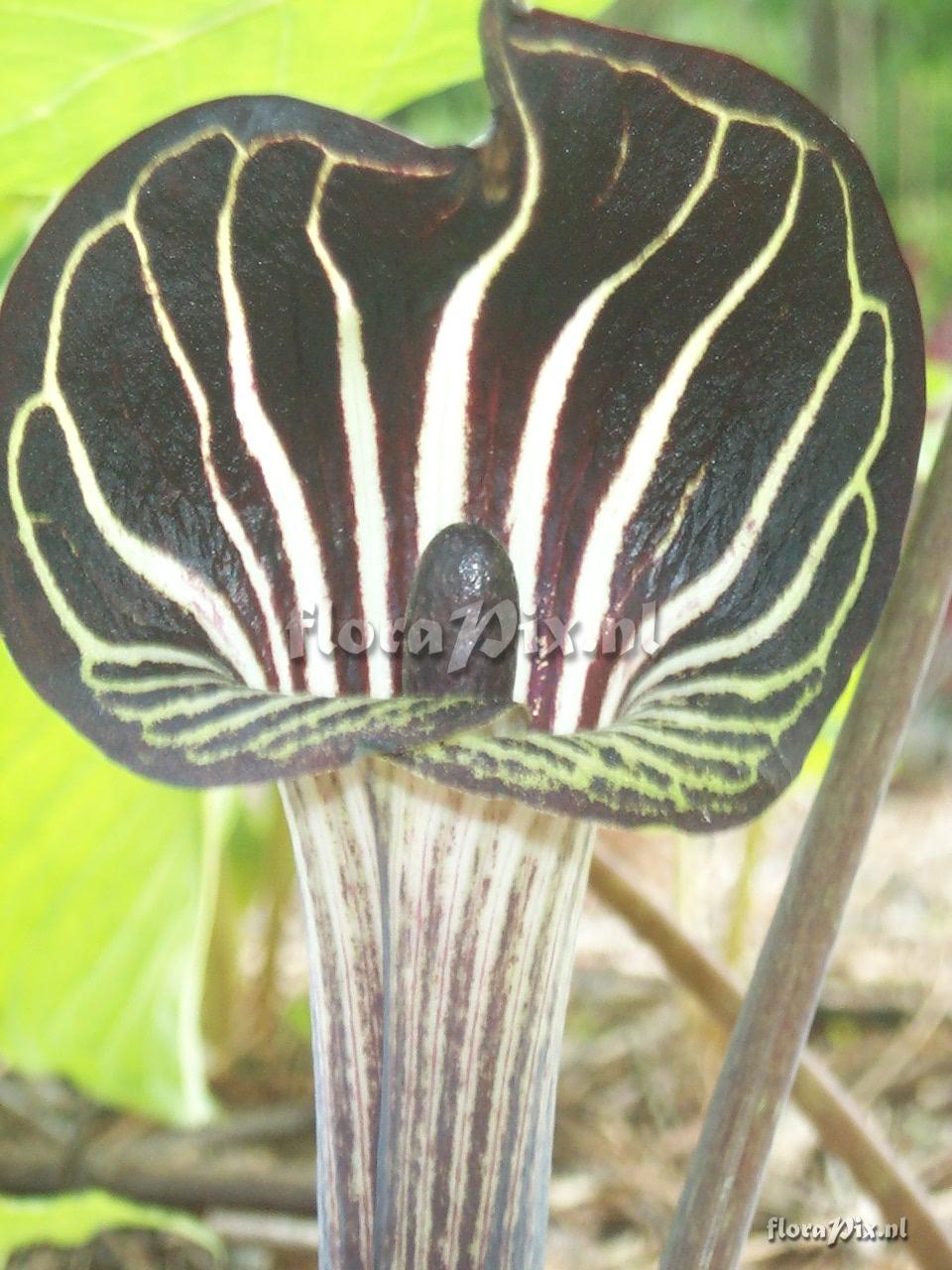 Arisaema triphyllum ssp. triphyllum forma Zebrinus