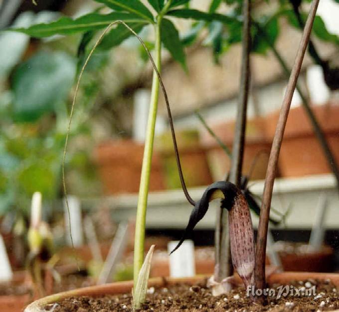 Arisaema thunbergii ssp. thunbergii