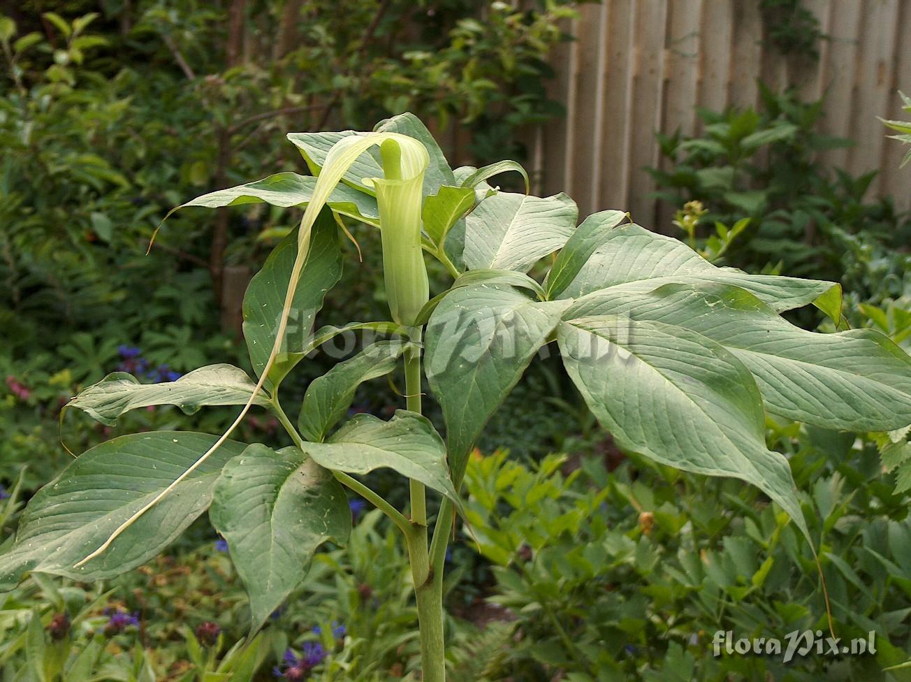 Arisaema tosaense