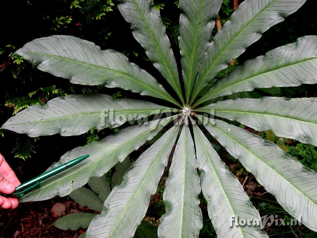 Arisaema taiwanense