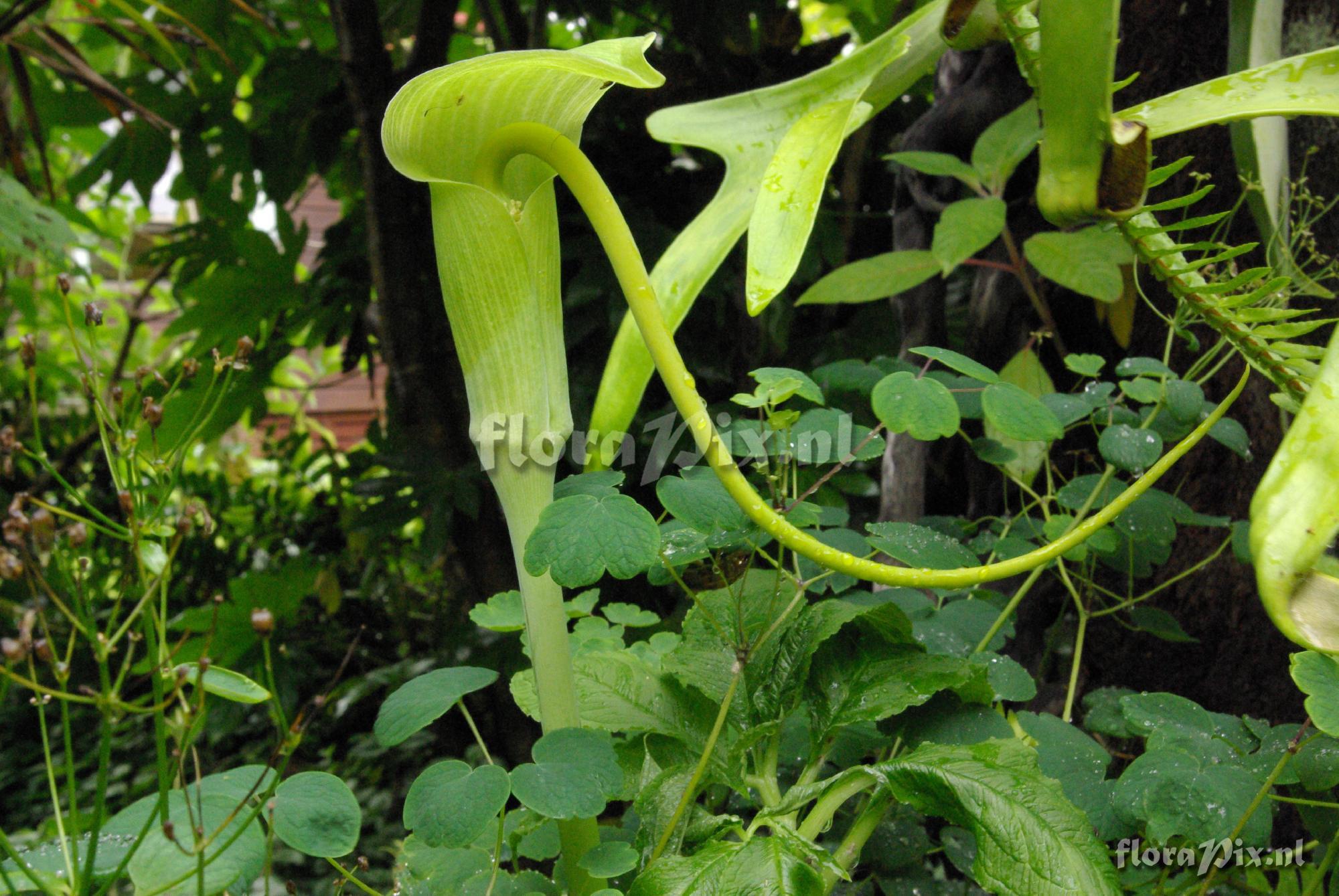 Arisaema tortuosum