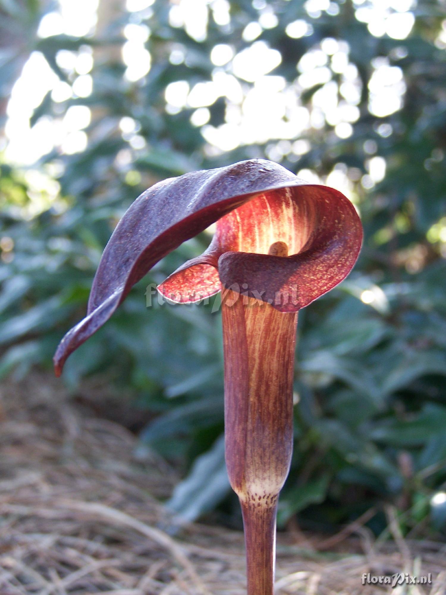 arisaema ternatipartitum