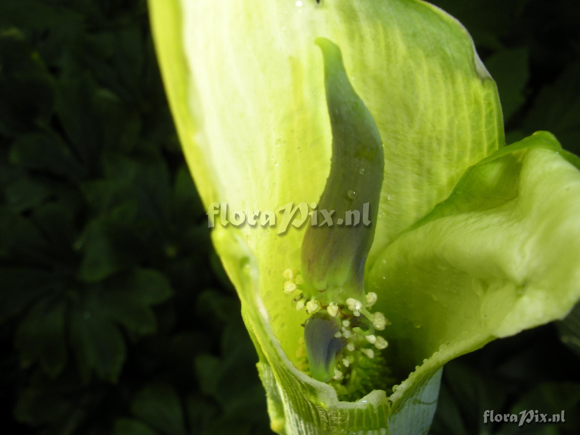 Arisaema tortuosum (developmental issues)