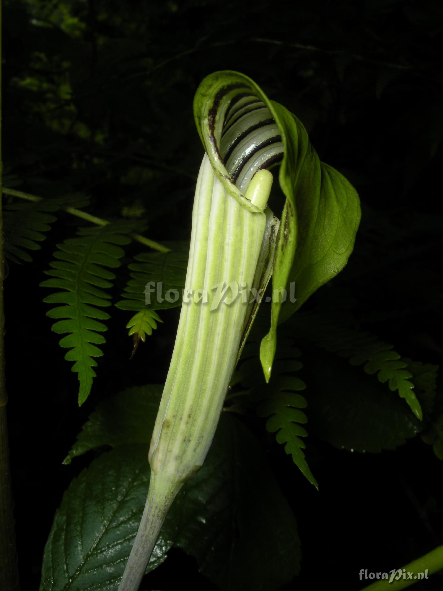 Arisaema triphyllum var. stewardsonii