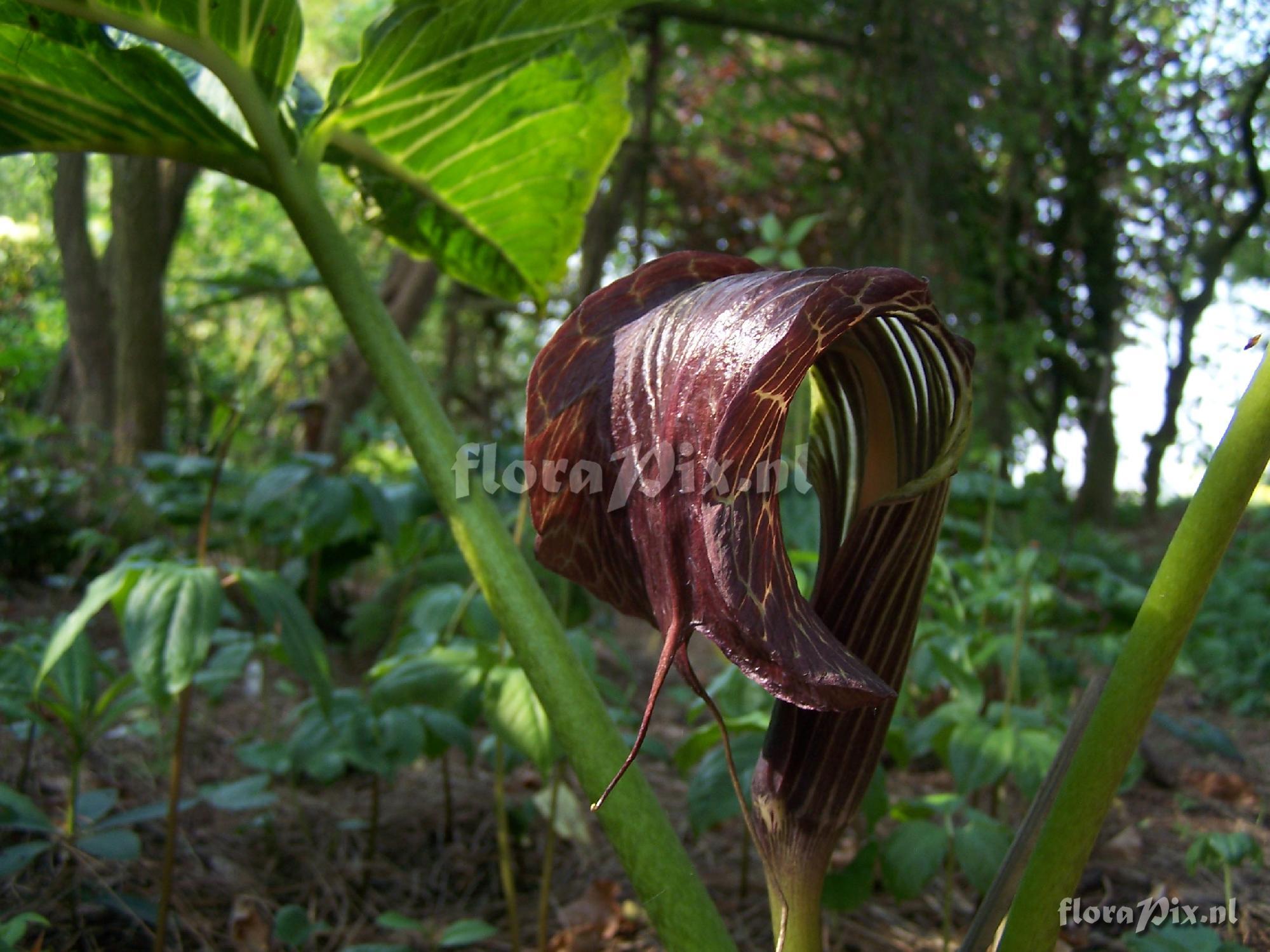 Arisaema utile