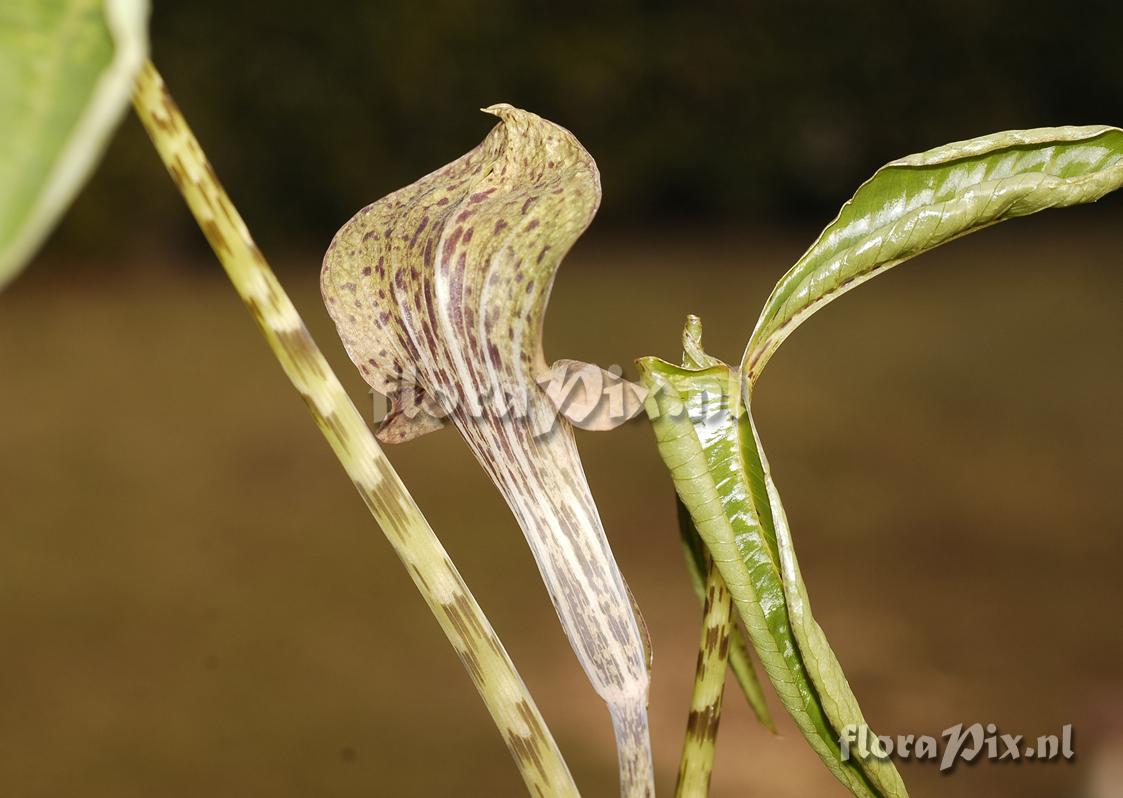 Arisaema wattii