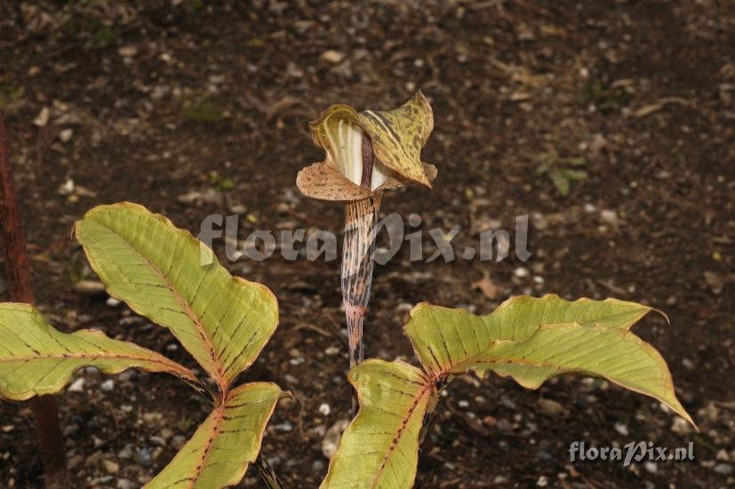 Arisaema wattii