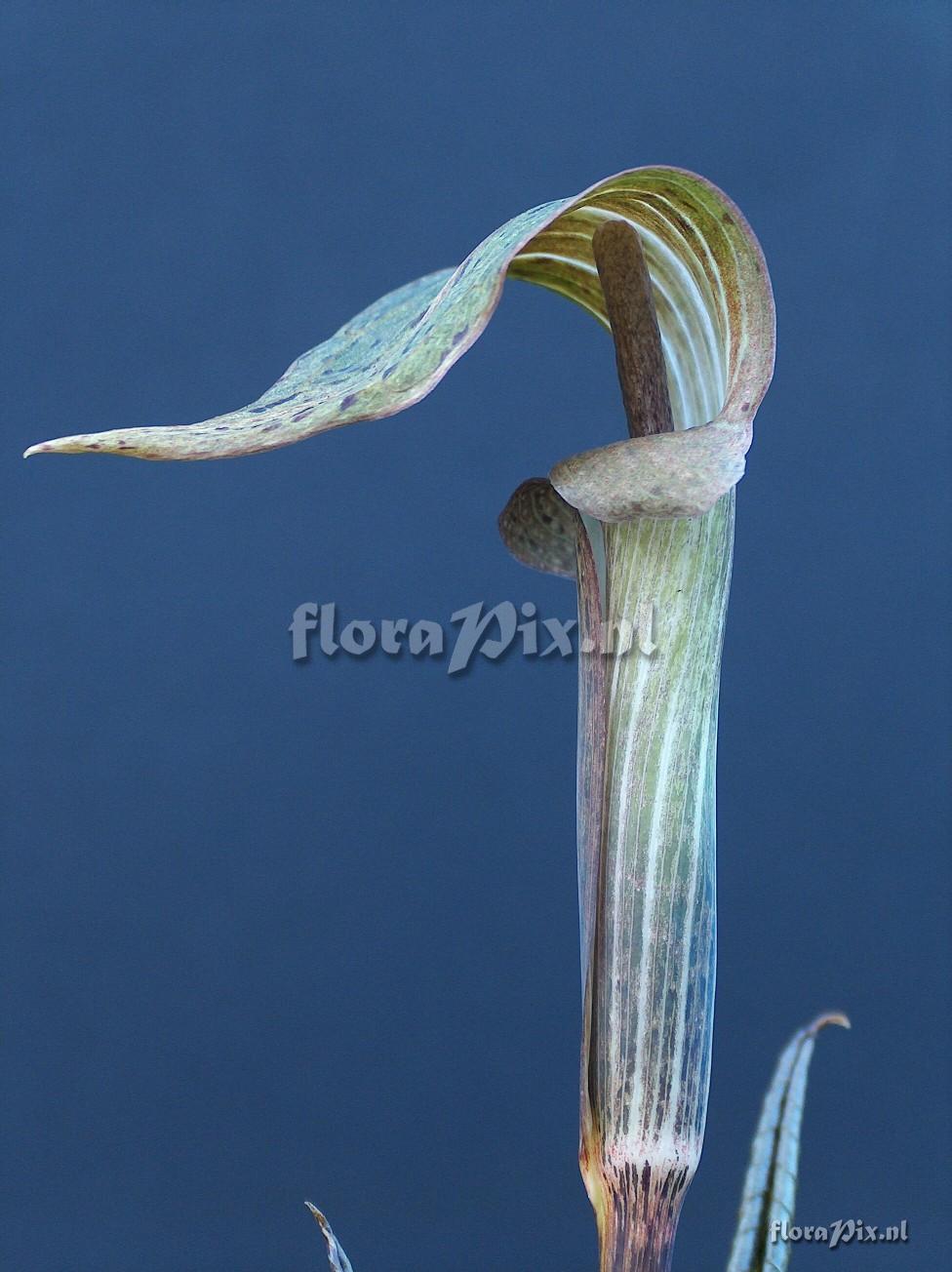 Arisaema wattii