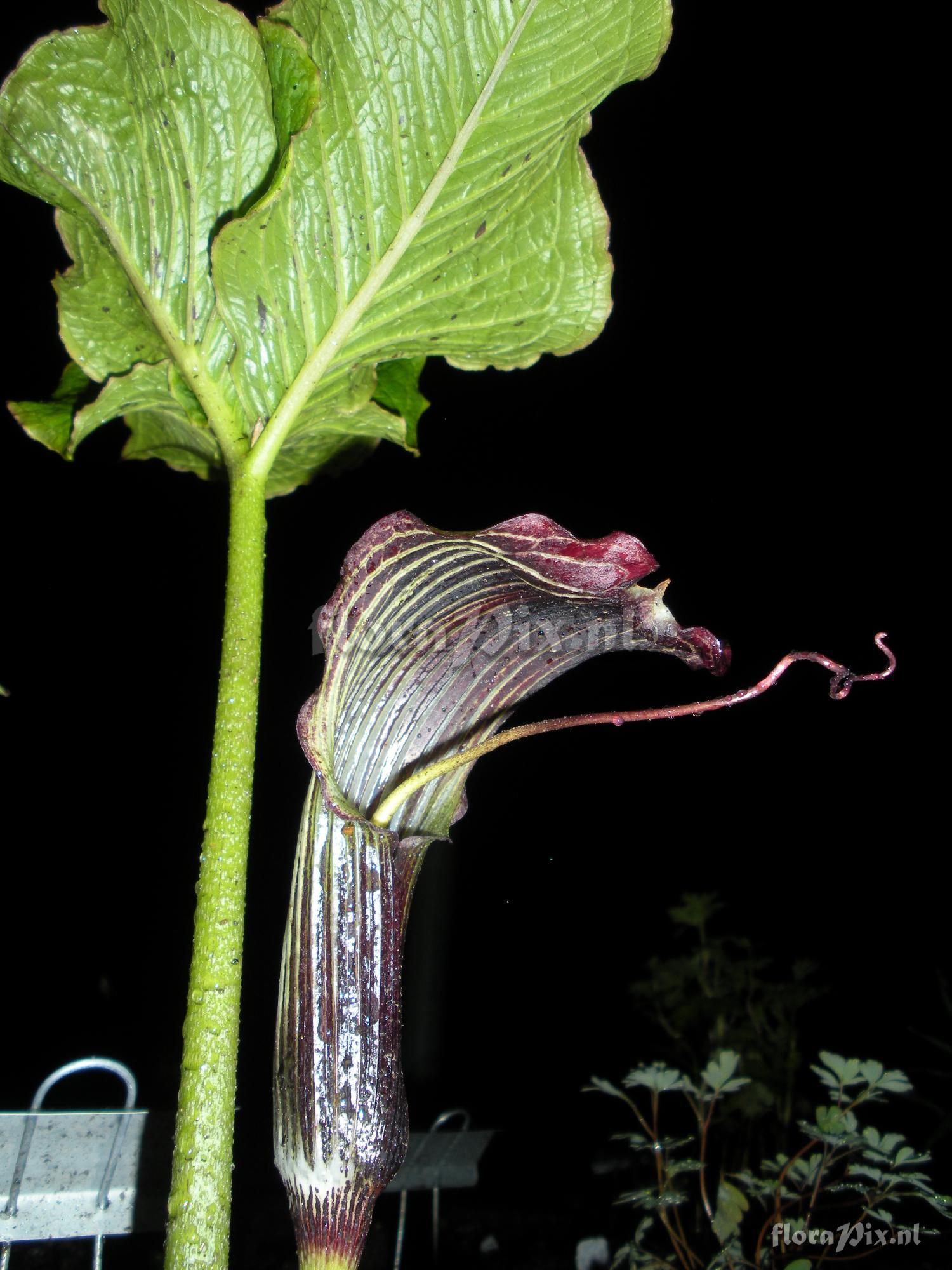 Arisaema wilsonii x griffithii