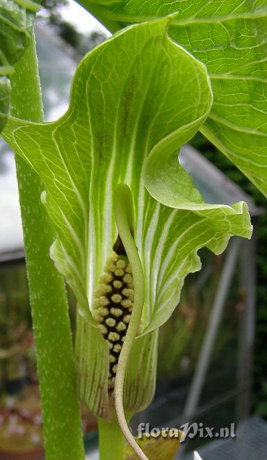 Arisaema wilsonii