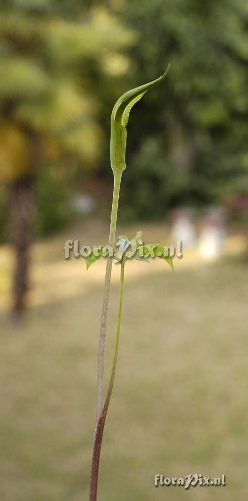 Arisaema yunnanense var. aridum