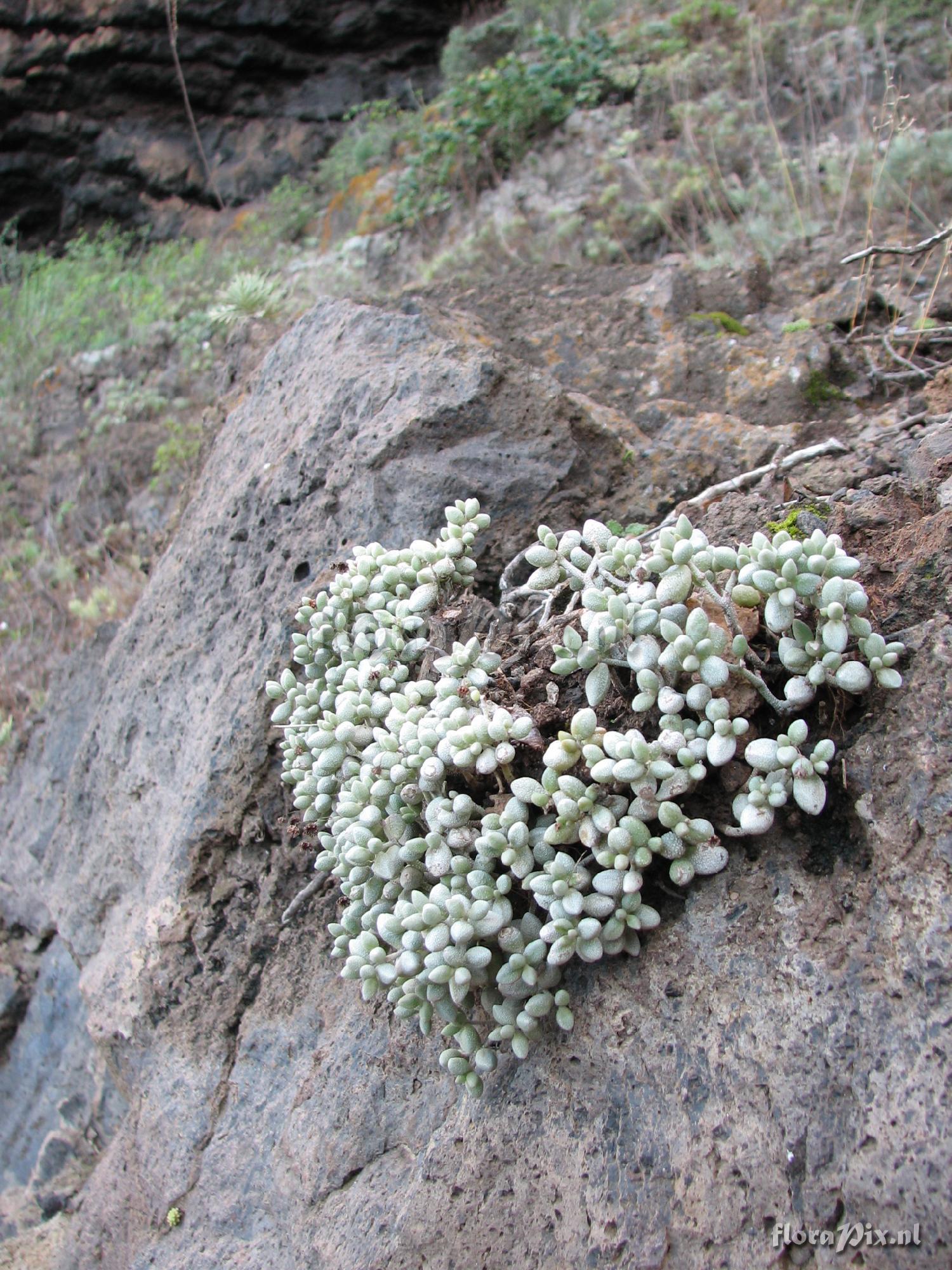 Monanthes laxiflora