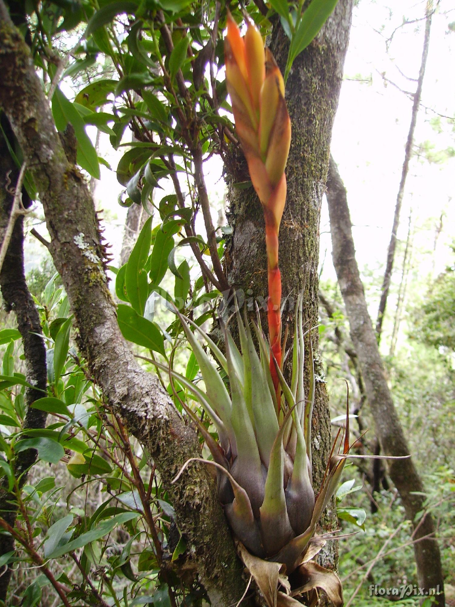 Tillandsia cryptopoda