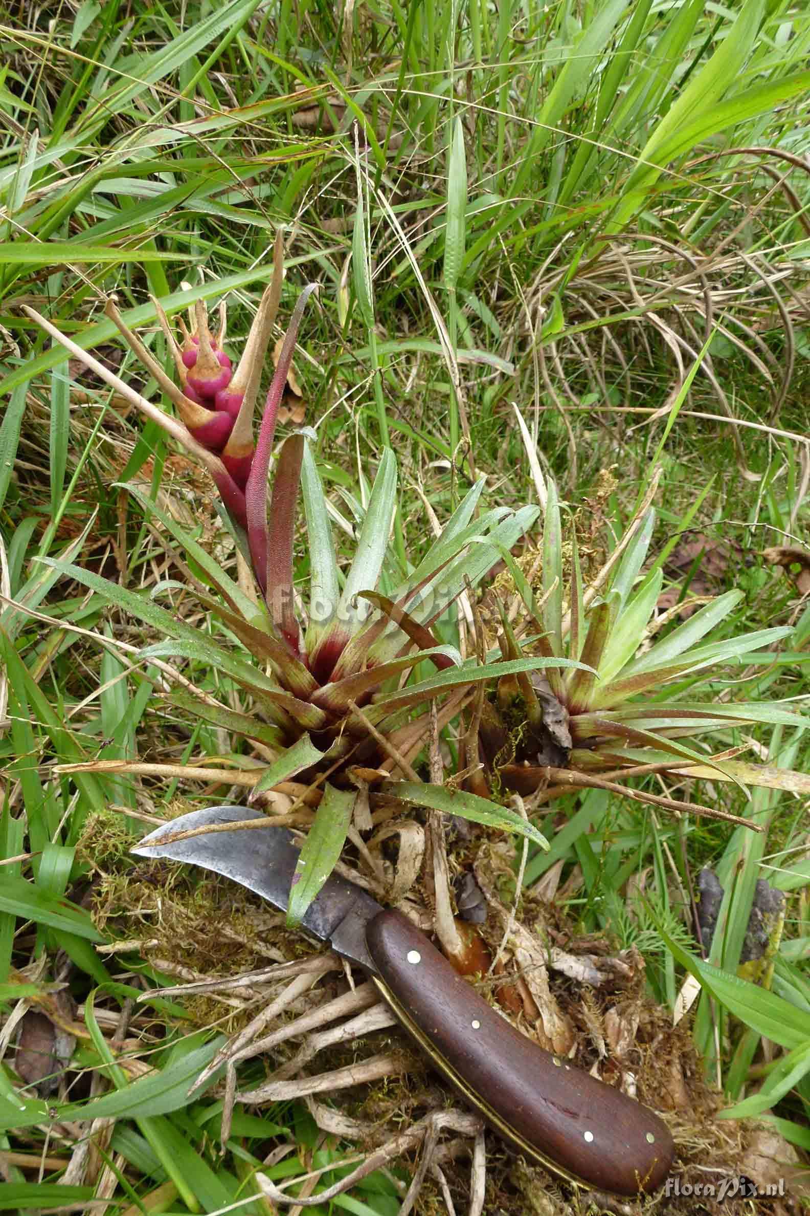 Guzmania  kraenzliniana