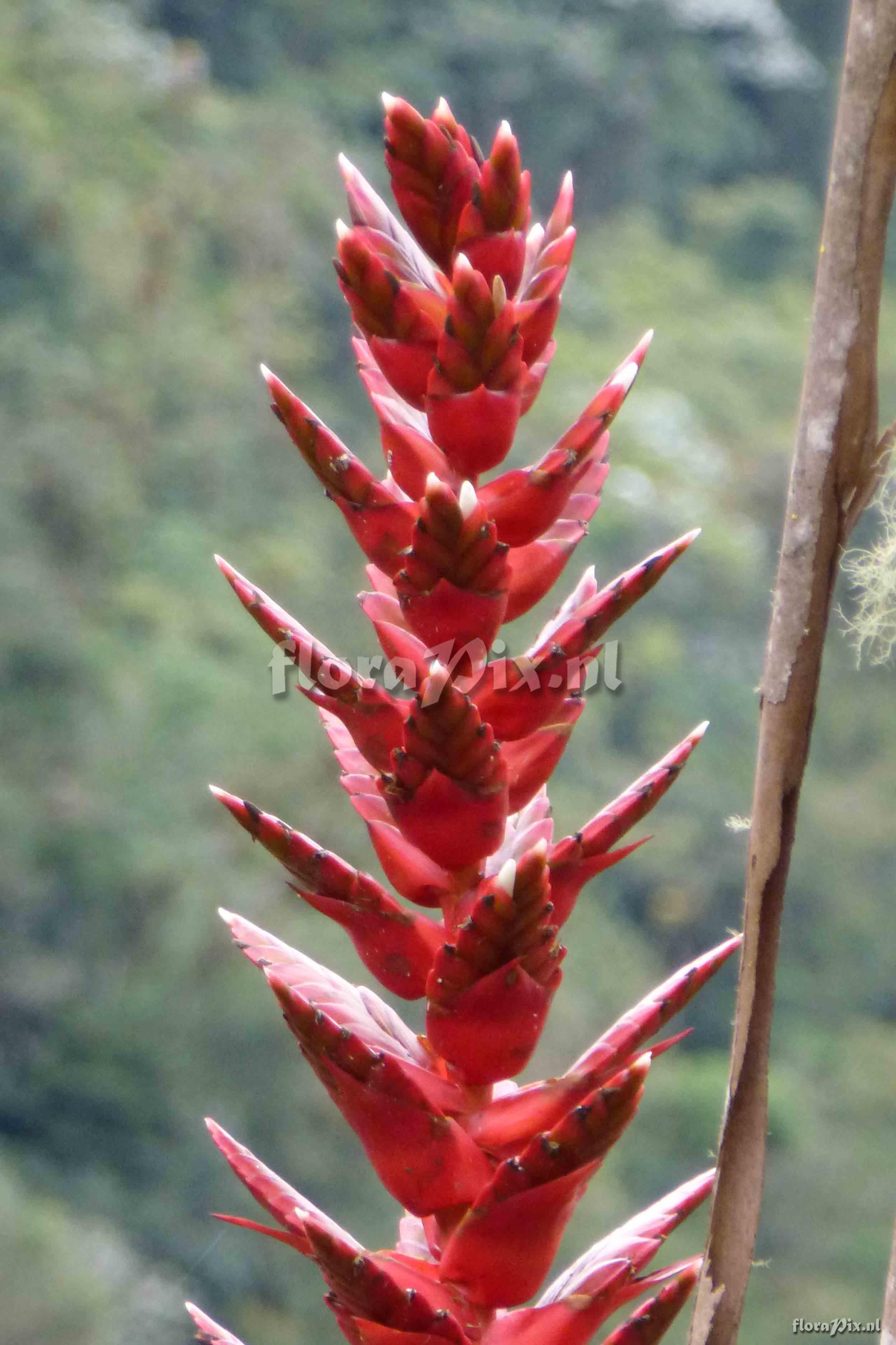 Tillandsia buseri