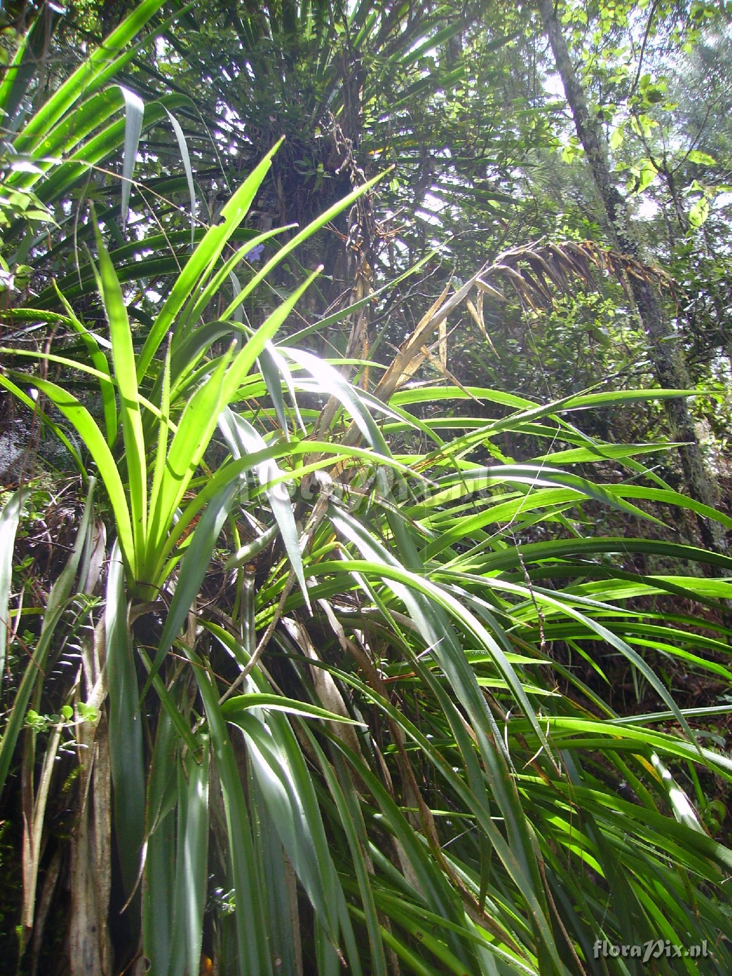 Pitcairnia spec.